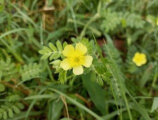 Yellow flower of  Devil's Thorn (Tribulus terrestris) plant. 