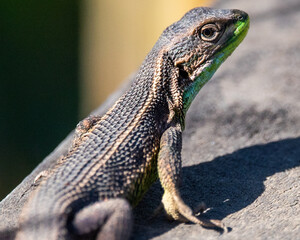 bearded dragon lizard