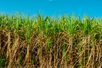 corn field and sky