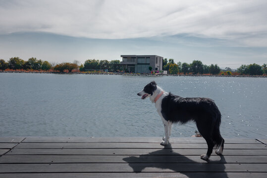 landscape of a collie dog, black with white and a pink collar watches on a dock by a lake with a cloudy sky
