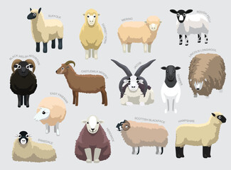 Fototapeta premium Various Sheep Breeds With Names Set Various Kind Identify Cartoon Vector