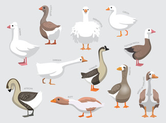 Various Domestic Goose Breeds With Names Set Various Kind Identify Cartoon Vector