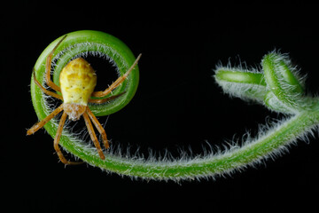 Araniella cucurbitina on a green leaf, little spider on a leaf

