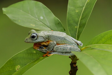 Little flying frog sitting on a green leaf. Javan tree frog closeup image, rhacophorus reinwartii on green leaves