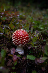 Amanita Muscaria, commonly known as the Fly Agaric or Fly Amanita