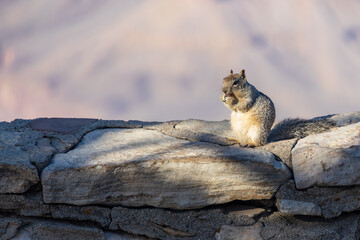 Squirrel eating on a rock wall