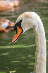 Portrait of a graceful white swan with long neck on dark water background.