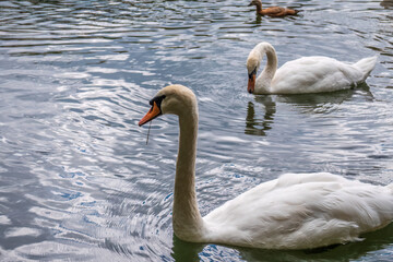 Two graceful white swans swim in the dark water.