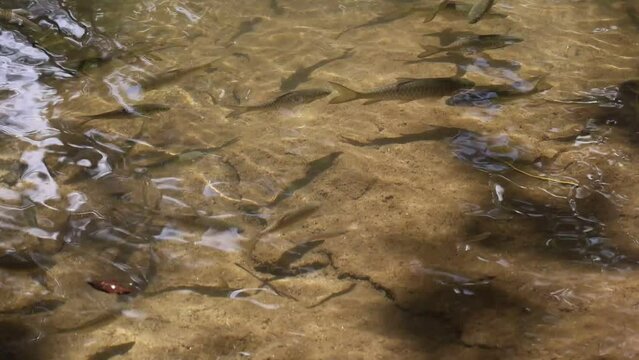 School of fish in the river of a national park in Thailand There are many fish in the water, in the clear stream.