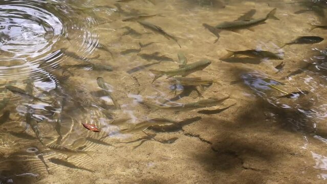 School of fish in the river of a national park in Thailand There are many fish in the water, in the clear stream.