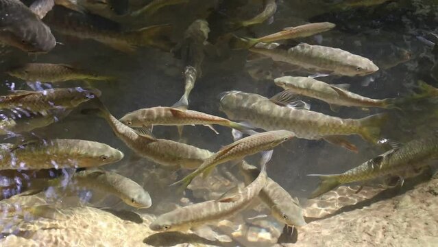 School of fish in the river of a national park in Thailand There are many fish in the water, in the clear stream.