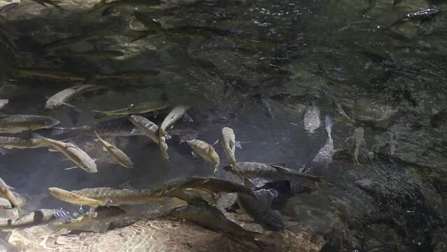 School of fish in the river of a national park in Thailand There are many fish in the water, in the clear stream.