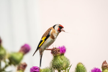 European goldfinch, feeding on the seeds of thistles. Carduelis carduelis.