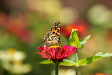 Vanessa cardui is the most widespread of all butterfly species. the painted lady butterfly on pink flower in the garden, colorful background
