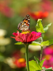 Vanessa cardui is the most widespread of all butterfly species. the painted lady butterfly on pink flower in the garden, colorful background
