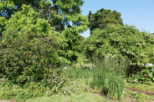 Blumen im Foerster Staudengarten auf der Freundschaftsinsel in Potsdam