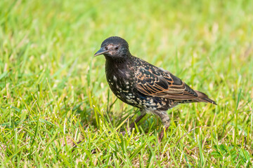 The common starling or European starling, Sturnus vulgaris, on a sprng lawn.