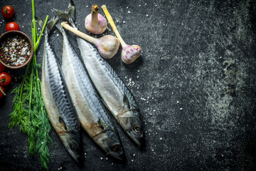 Freshly caught mackerel fish.