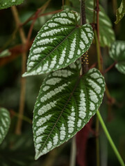 Close up of Rex Begonia Vine, Cissus Discolor
