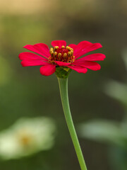 Close-up of a common red zinnia in nature
