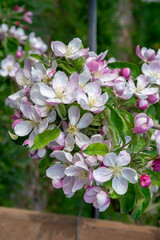 Blossoming apple orchard in the spring. Flowering Apple garden. Fruit trees in the bloom.