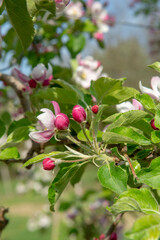 Blossoming apple orchard in the spring. Flowering Apple garden. Fruit trees in the bloom.