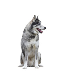 Portrait of Husky dog sitting with tongue out isolated cutout
