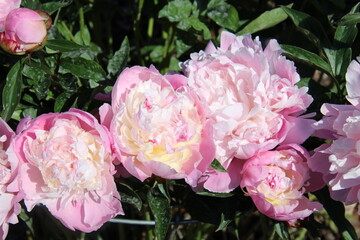 Peonies In Bloom, Fort Edmonton Park, Edmonton, Alberta