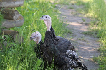 Turkeys On The Path, Fort Edmonton Park, Edmonton, Alberta