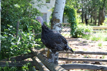 bird on a branch