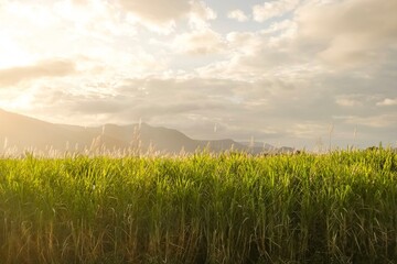 Sugar cane fields at golden hour, with the sun setting over hills in the distance as seen from the...