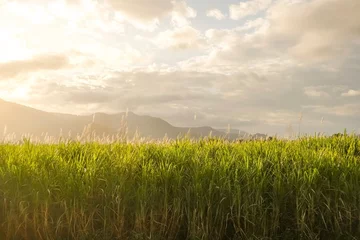 Fotobehang Sugar cane fields at golden hour, with the sun setting over hills in the distance as seen from the Kuranda Scenic Railway steam train — Cairns, Far North Queensland, Australia © Jina Ihm