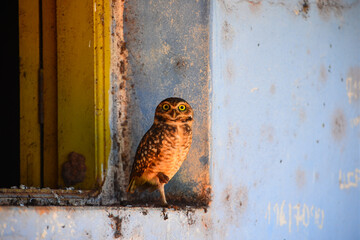 A burrowing owl (Athene cunicularia), or Coruja-buraqueira, on an abandoned house in the remote village of Cafetal, Beni Department, Bolivia, on the border with Rondonia state, Brazil