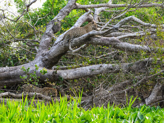 Two wild Jaguars resting on fallen dead tree in Pantanal, Brazil
