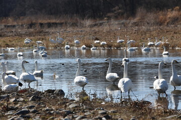 Winter wild birds in Azusa River