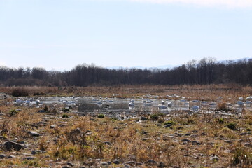 Winter wild birds in Azusa River