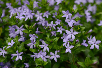 Myrtle flowers, creeping myrtle. Purple Blue Violet flowers on a meadow soft focus, blurred floral background
