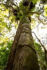 Fototapeta premium Native Trees blowing in the Wind New Zealand