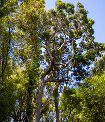 Native Trees blowing in the Wind New Zealand