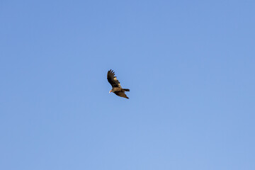 Turkey vulture soaring in the sky
