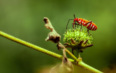 Red bugs on a green flower in the garden. Macro photography.
