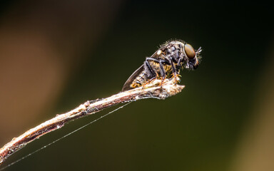 Dark robberfly (Holcocephala fusca) on tree branch, Macro shot of little robberfly in nature, Insect in Thailand.