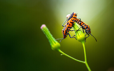Red bugs on a green flower in the garden. Macro photography.