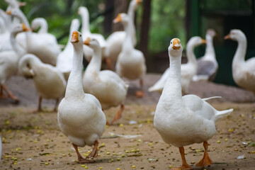 Close up White ducks inside Lodhi Garden Delhi India, see the details and expressions of ducks during evening time