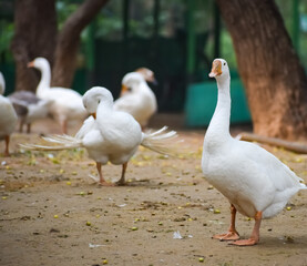 Close up White ducks inside Lodhi Garden Delhi India, see the details and expressions of ducks during evening time