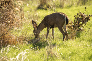 California Mule Deer (Odocoileus hemionus californicus) grazing in a meadow.