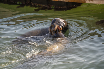 Two sea lions playing and fighting in the ocean. 