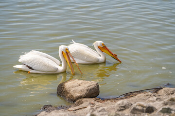 A pair of American white pelicans fishing. 