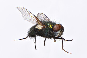close up of a fly