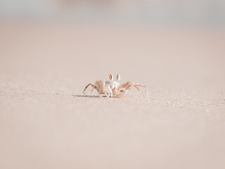 sea ​​beach crab on sand
